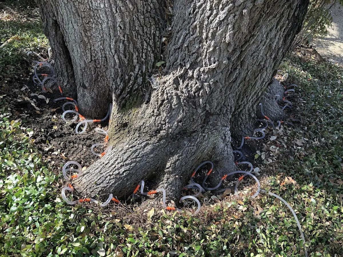 Detailed Tree Cabling and Bracing job site in Seal Beach