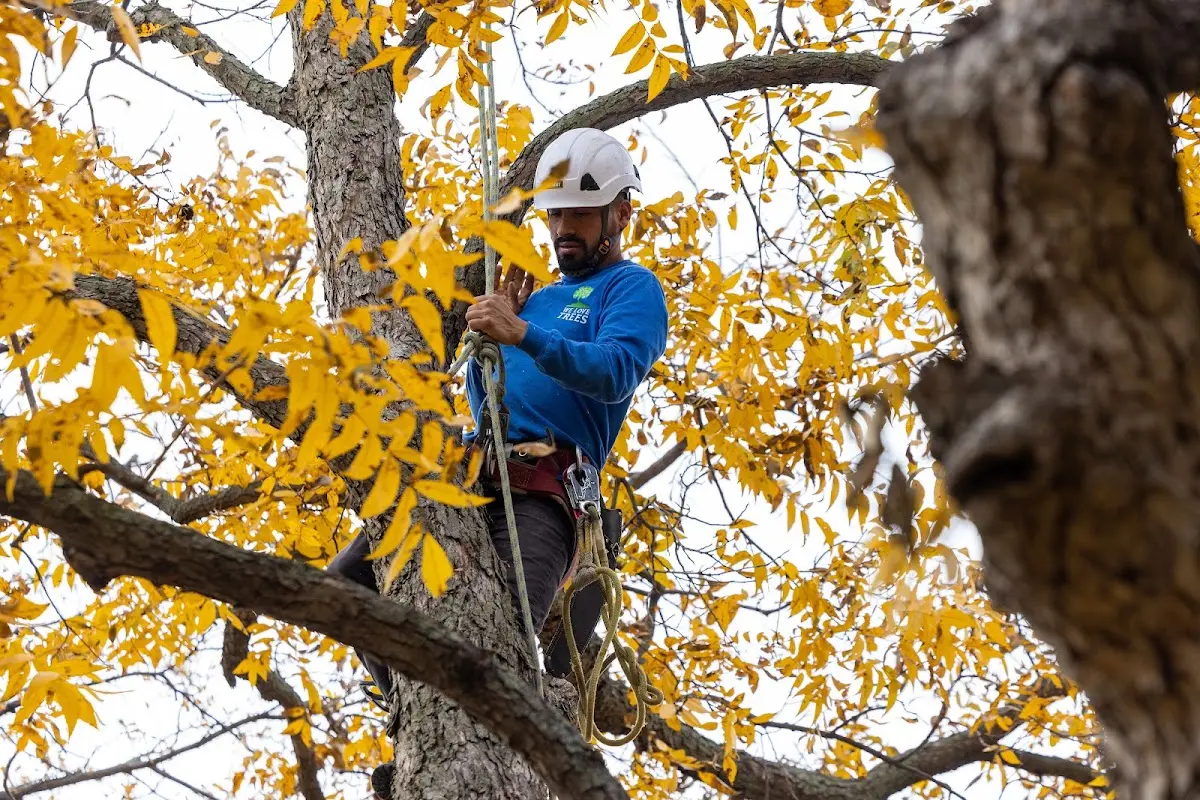 Skilled Tree Pruning crew working in Seal Beach