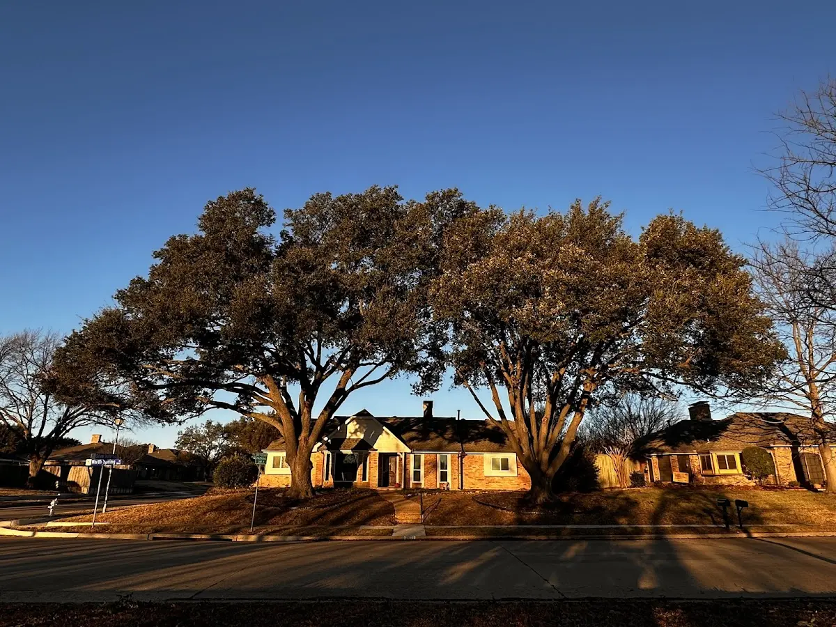 Established residential canopy tree shading a home in Seal Beach